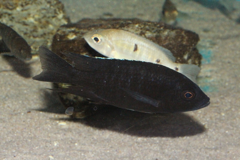 Copadichromis melas 'Mala Point'